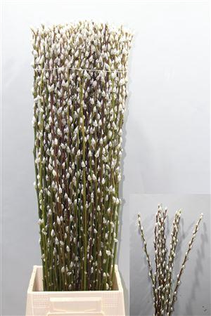 <h4>T Salix Ca Snow Flake 90cm</h4>