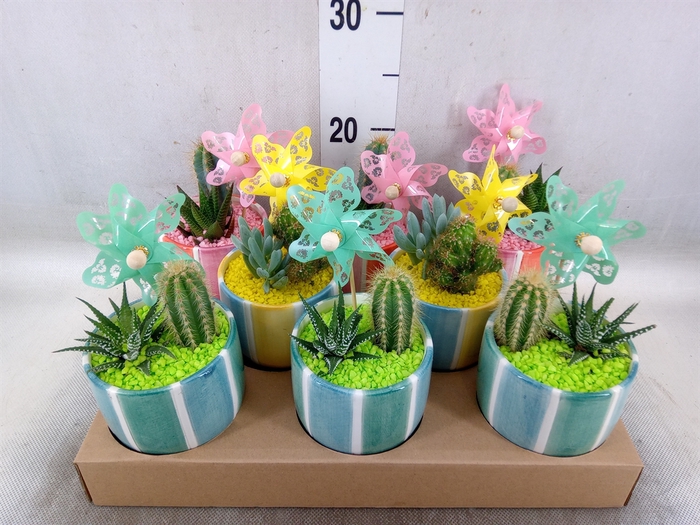 <h4>Cactus   ...</h4>