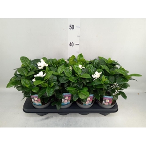 Gardenia jasminoides