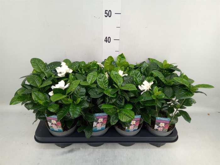 <h4>Gardenia jasminoides</h4>