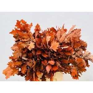 Quercus Preserved Orange (oak,eik)