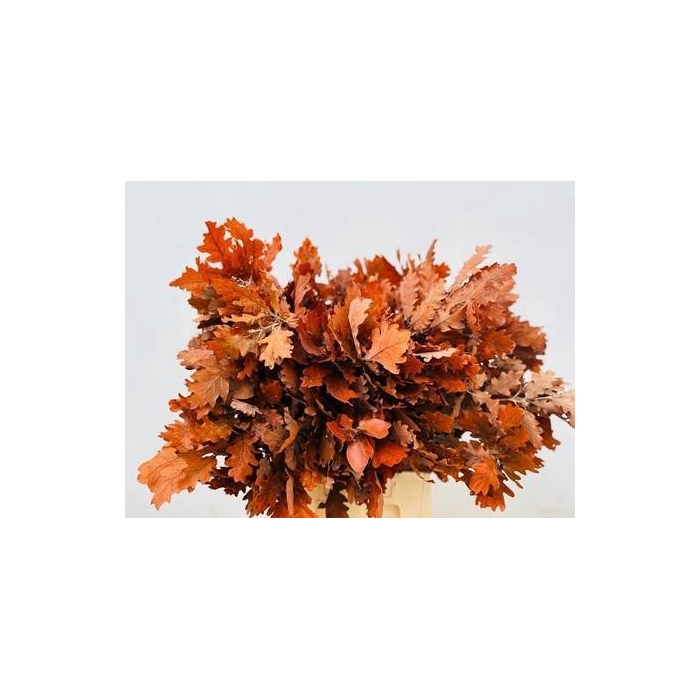 <h4>Quercus Preserved Orange (oak,eik)</h4>