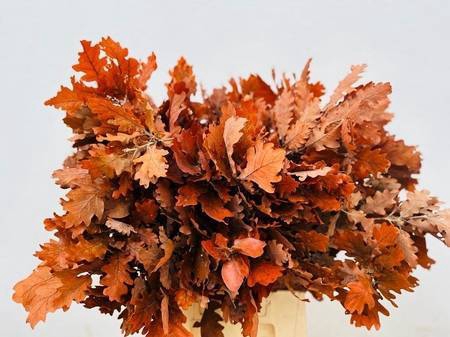Quercus Preserved Orange (oak,eik)