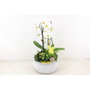 arr2 PL - Ker. barok grijs phal cascade Yellow