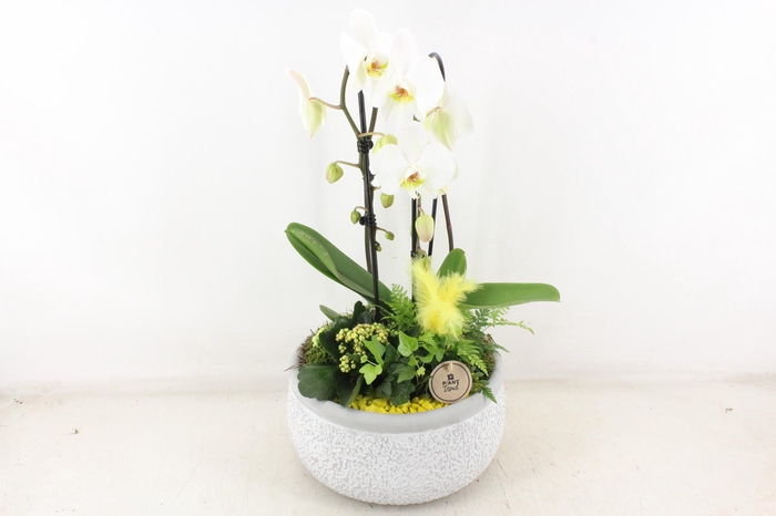 <h4>arr2 PL - Ker. barok grijs phal cascade Yellow</h4>