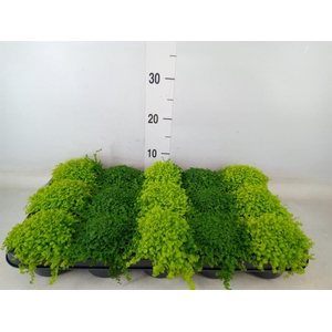 Soleirolia soleirolii   ...mix 2