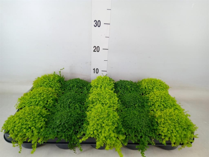 <h4>Soleirolia soleirolii   ...mix 2</h4>