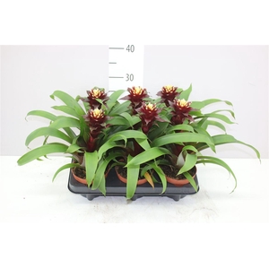 Guzmania Paulina
