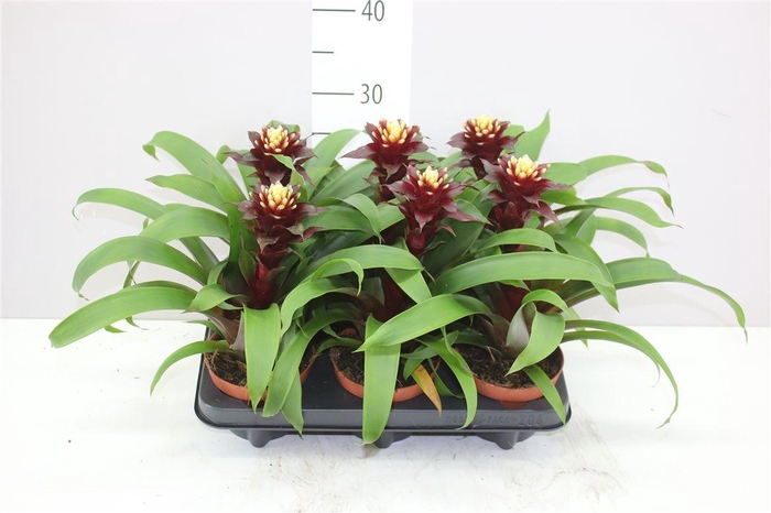<h4>Guzmania Paulina</h4>