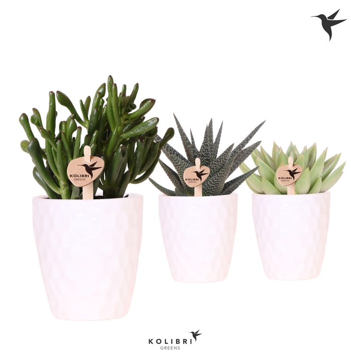 <h4>Kolibri Greens Succulenten mix in Honey pot</h4>