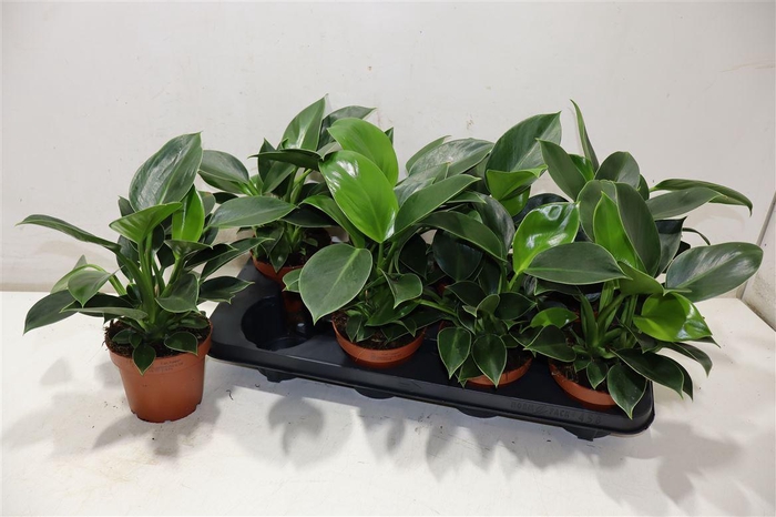 <h4>arr8 Phil Green Princess</h4>