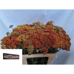 Achillea Terra