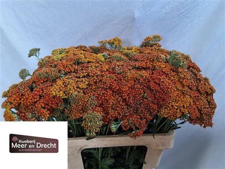 <h4>Achillea Terra</h4>
