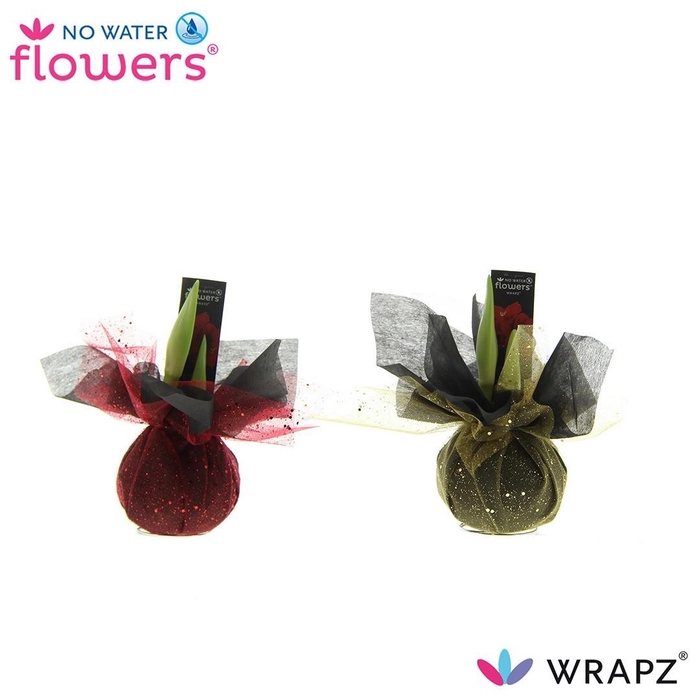 <h4>arr4 Amaryllis VH - Wrapz</h4>