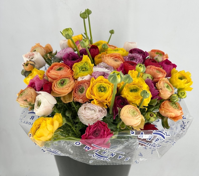 <h4>Ranunculus Clooney Rainbow Super</h4>