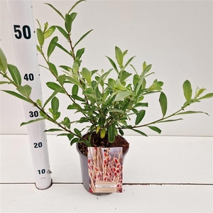 Salix chaenomeloides 'Mount Aso'