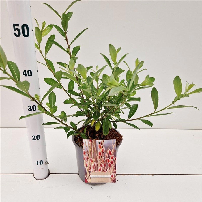 <h4>Salix chaenomeloides 'Mount Aso'</h4>