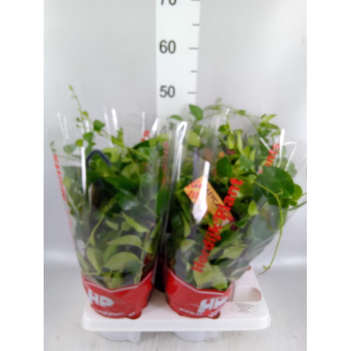 <h4>Aeschynanthus  'Mona Lisa'</h4>