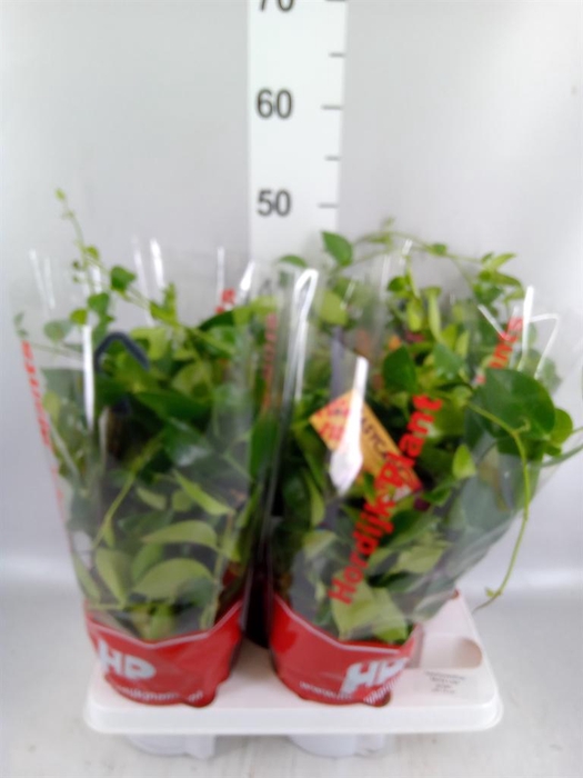 <h4>Aeschynanthus  'Mona Lisa'</h4>