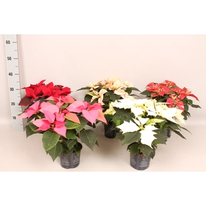 Poinsettia 13 cm Divers