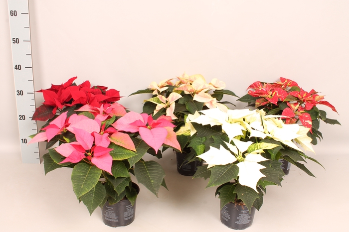 Poinsettia 13 cm Divers
