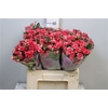 Rosa TR 'Fireworks'