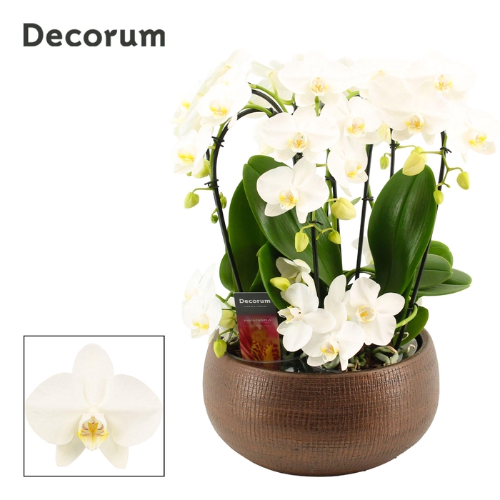 <h4>Terra twirl 9 tak symphony white (Deco-collection)</h4>