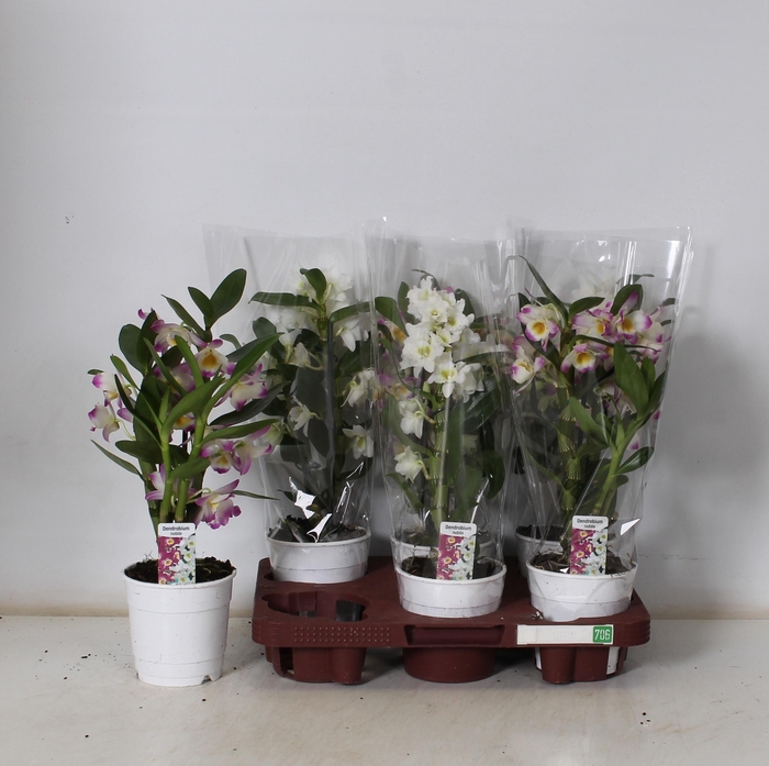 <h4>DEND NOBILE</h4>