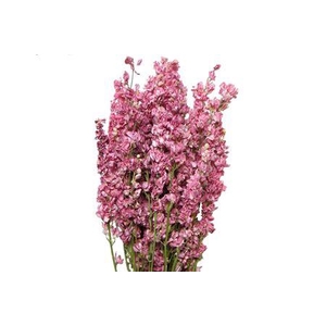 Bunch Delphinium Slv 100g L60