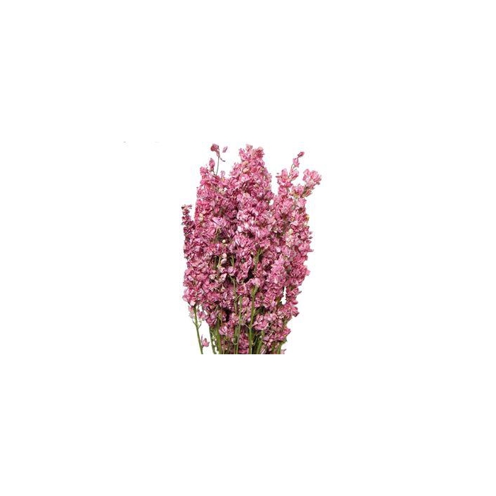<h4>Bunch Delphinium Slv 100g L60</h4>