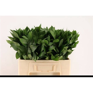 RUSCUS HYPOPHYLLUM