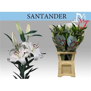 Li Or Santander 4+