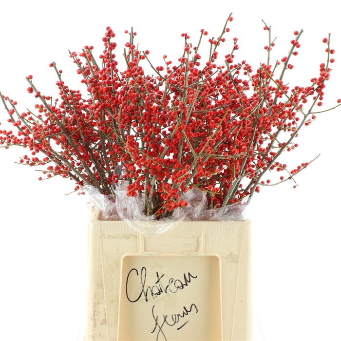 <h4>Ilex Ve Rode Bes</h4>