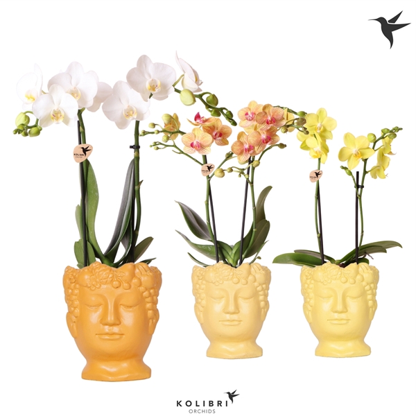 <h4>Kolibri Orchids Phalaenopsis mix 2 spike in Fruity Head yellow</h4>