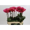 Dahlia Salmon Runner