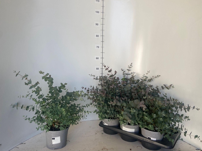 <h4>EUCAL GUNNII</h4>