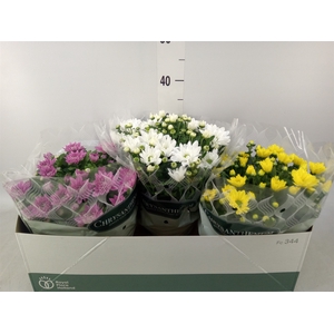 Chrysanthemum   ..mix 5