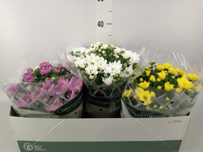 <h4>Chrysanthemum   ..mix 5</h4>