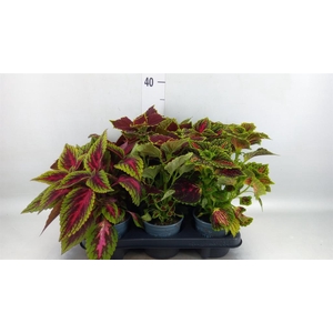 Plectranthus col. ...mix