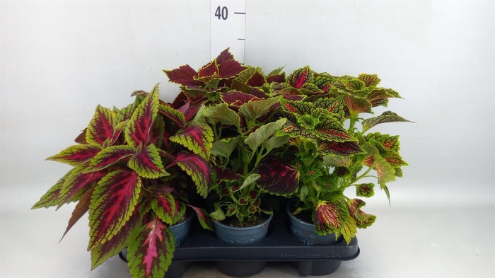 <h4>Plectranthus col.   ...mix</h4>