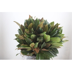 MAGNOLIA LEAVES 70CM