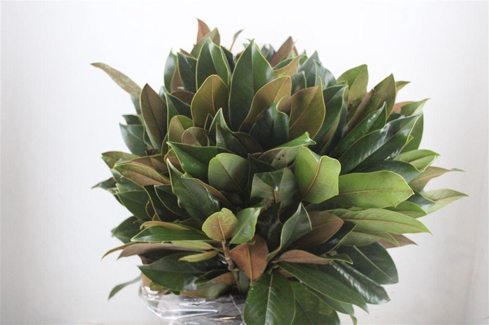 <h4>MAGNOLIA LEAVES 70CM</h4>