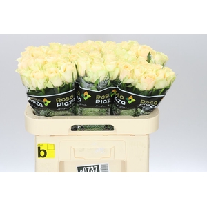 Rosa Gr Magic Avalanche
