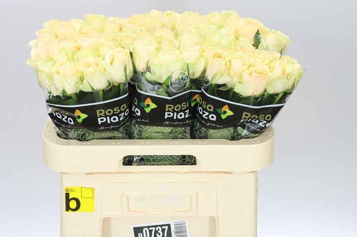 <h4>Rosa Gr Magic Avalanche</h4>