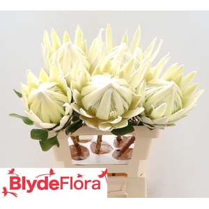 Protea cynaroides 'Lei Momi'