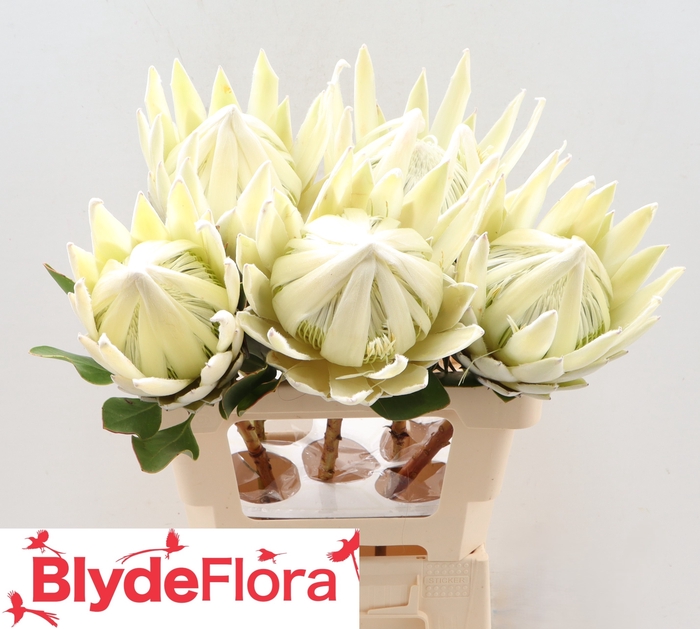 <h4>Protea cynaroides 'Lei Momi'</h4>