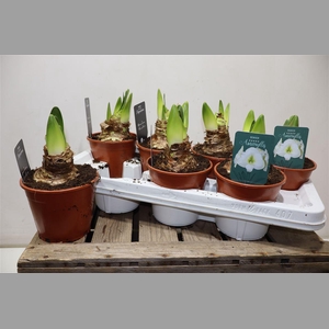 Hippeas Denver White