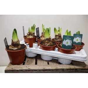 Hippeas Denver White