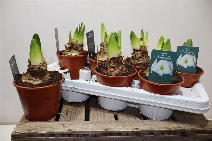 <h4>Hippeas Denver White</h4>