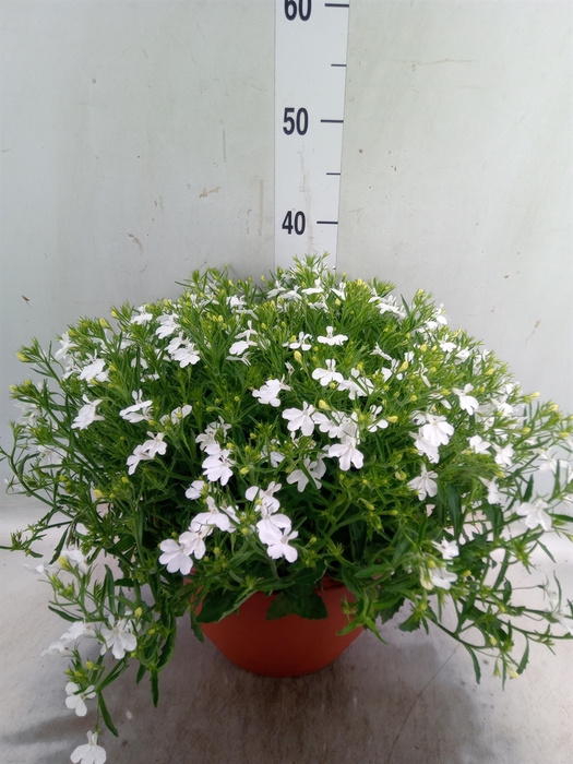 <h4>Lobelia  'White Star'</h4>
